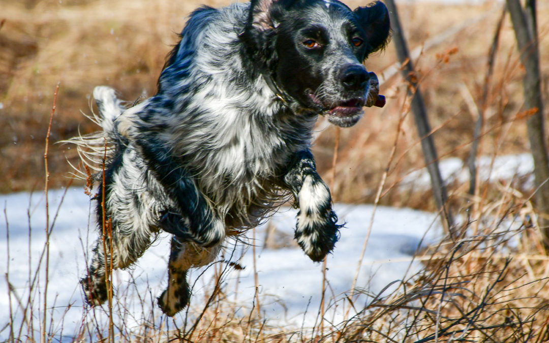 Activité sportive et reproduction chez la chienne de chasse