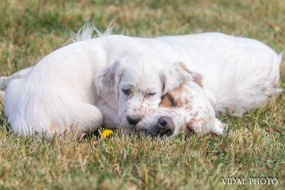 Où compte-t-on le plus grand nombre de naissances de chiots en 2020 ?